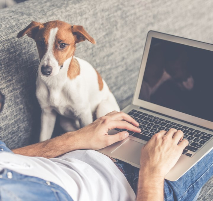 WFH dog