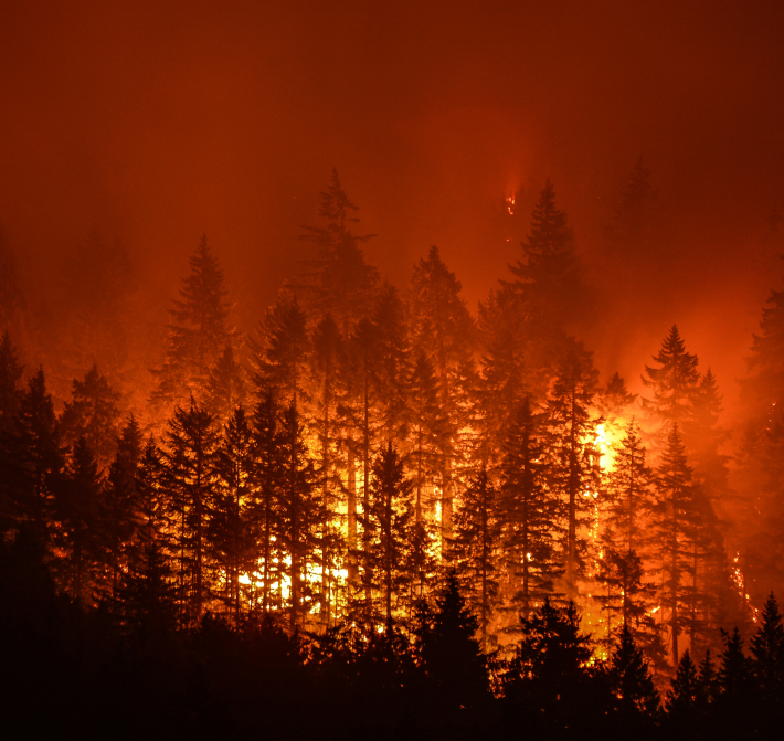 Wildfire